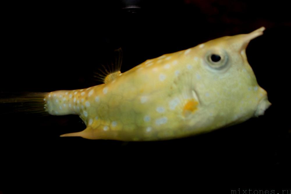 yellow_fish