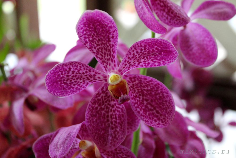 orchideya2