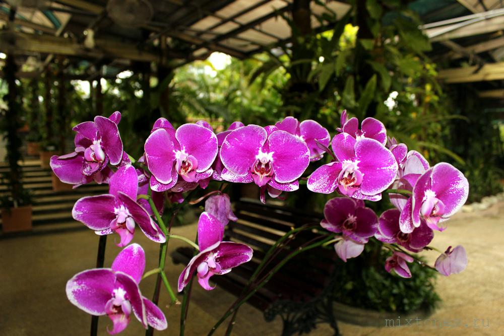 orchideya4